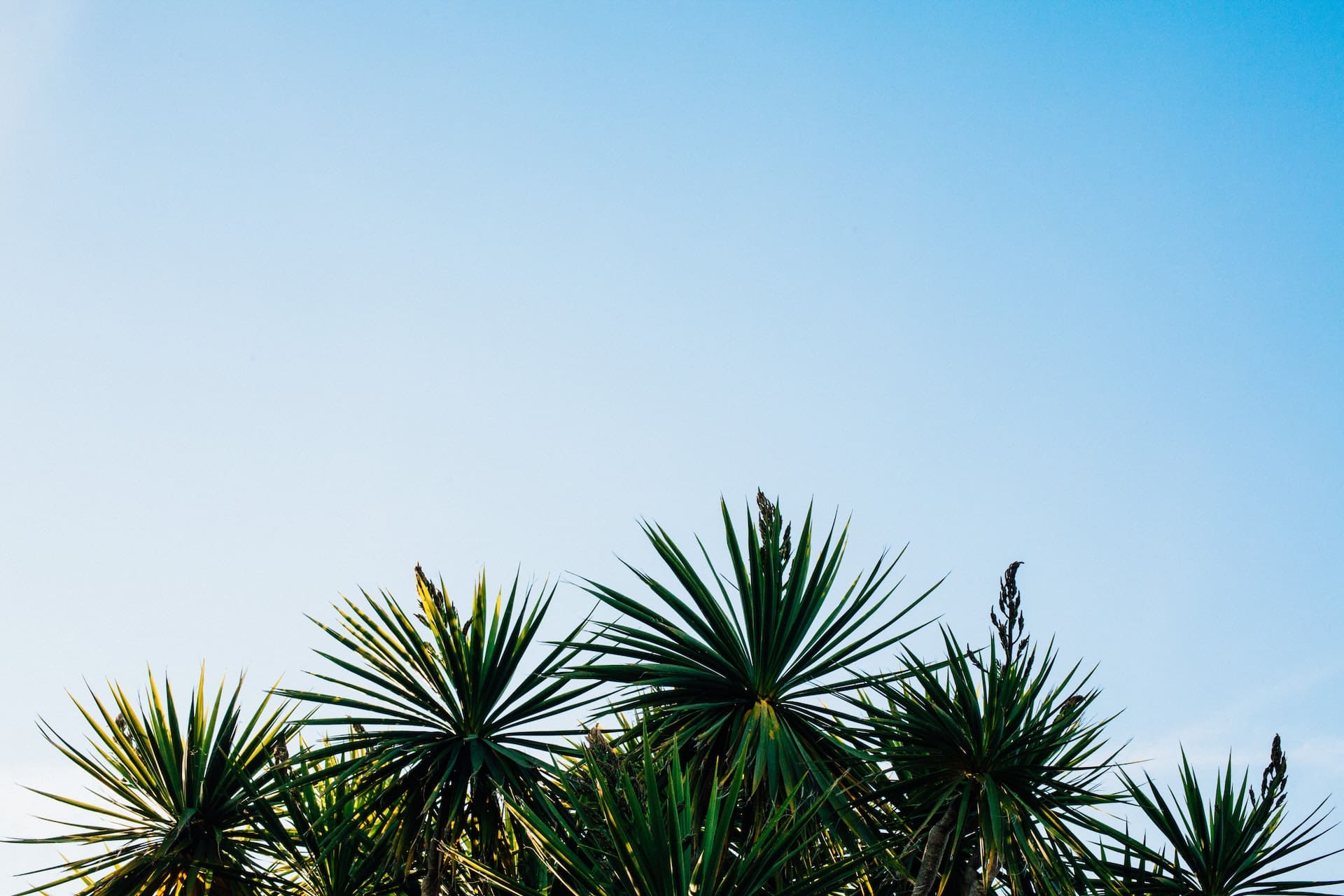 palm trees against a blue sky